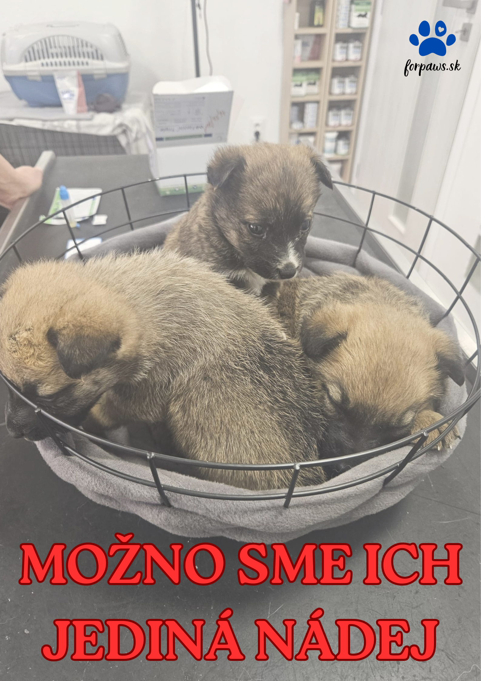 SME ICH JEDINÁ NÁDEJ.